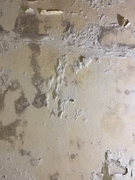 Best Black Mold Removal  in Lake Park, NC