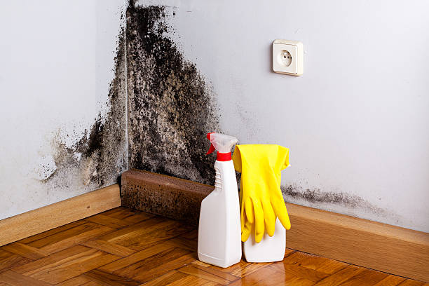 Best Toxic Mold Removal  in Lake Park, NC